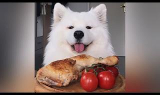 狗狗能吃番茄火锅嘛 狗能吃小番茄吗